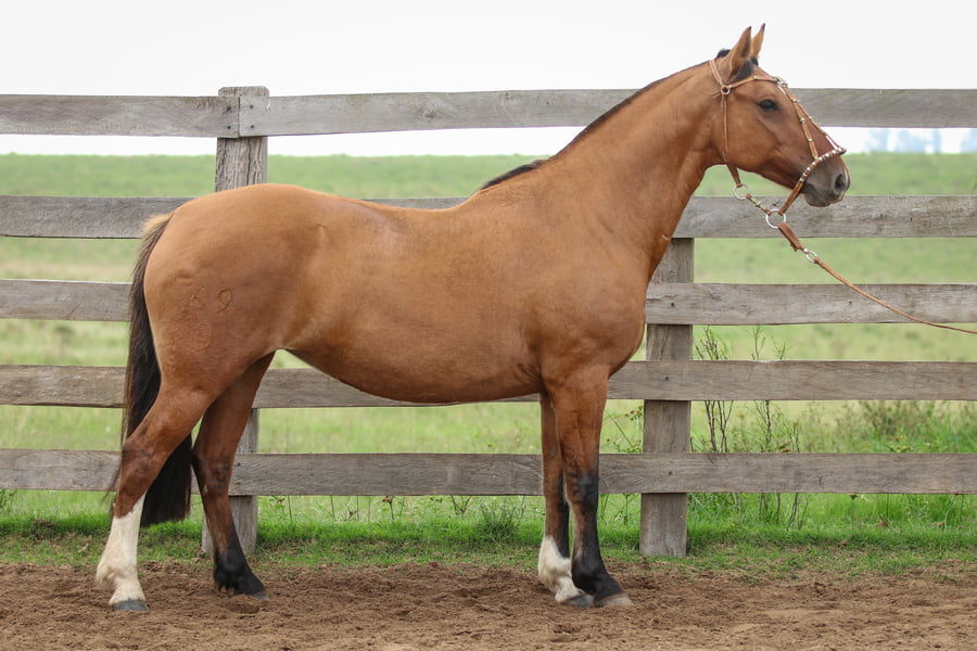 Lote Marca de los Recuerdos