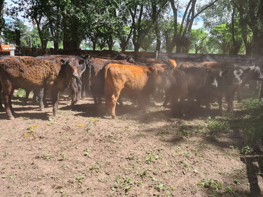 Lote 32 Novillitos en Gral. Lamadrid, Buenos Aires