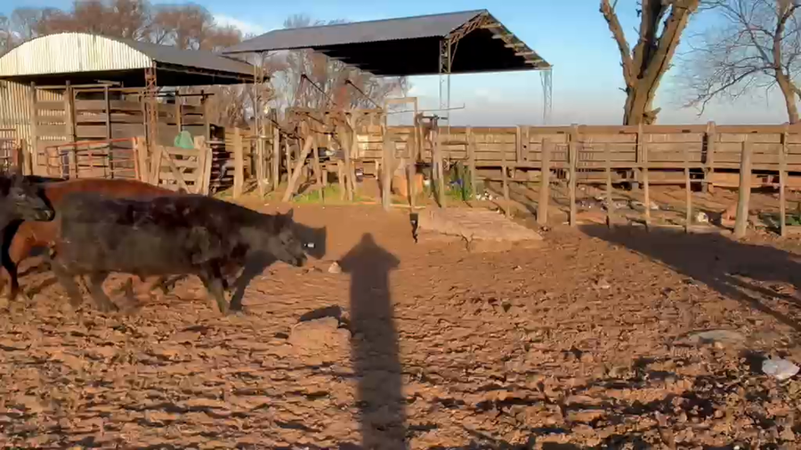 Lote 38 Vaquillonas en Villa huidobro