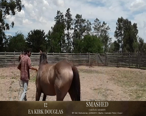 Lote Caballos a remate en 2da ESTA NOCHE BAYA, San José