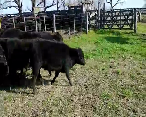 Lote 20 Terneras en Buenos Aires, Pehuajó
