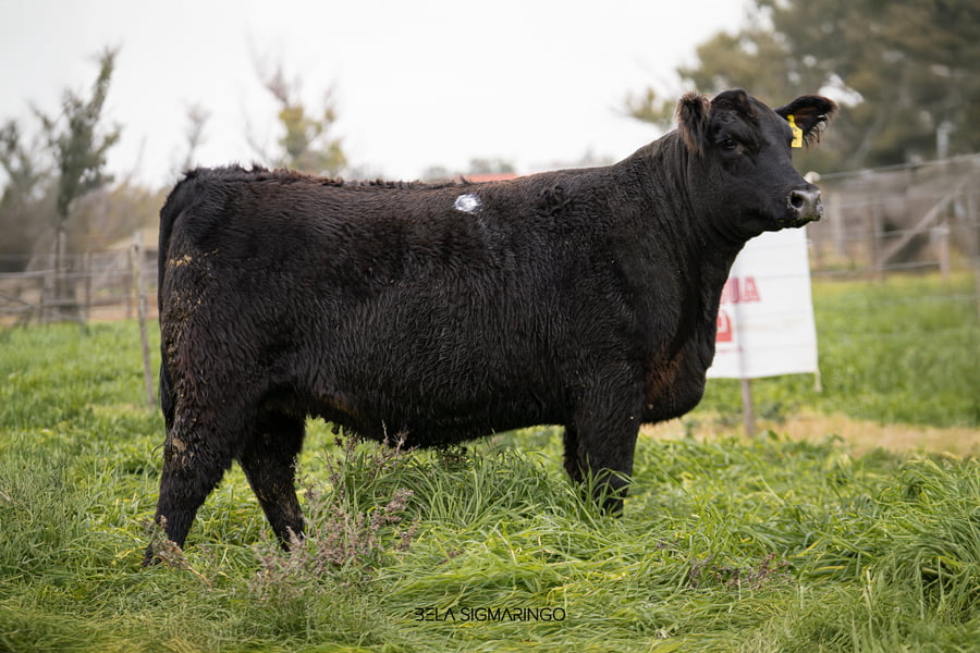 Lote VAQUILLONAS ANGUS  PP PREÑADAS