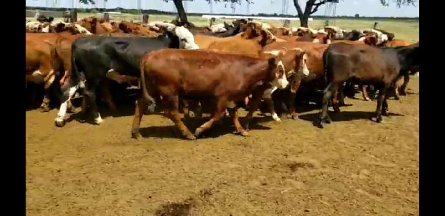 Lote 80 Terneros/as en Entre Ríos, Villaguay