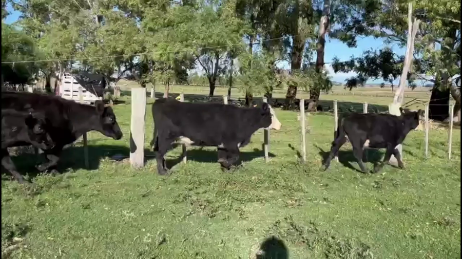 Lote VACAS DE INVERNADA