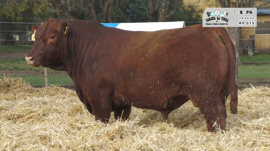 Lote TOROS PUROS CONTROLADOS