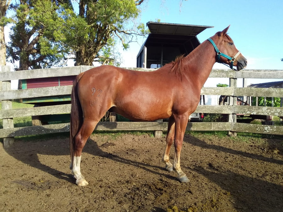 Lote 92 - Fadar Tacuabé