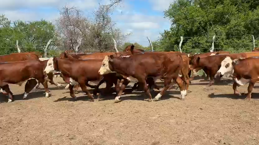 Lote 60 Terneros