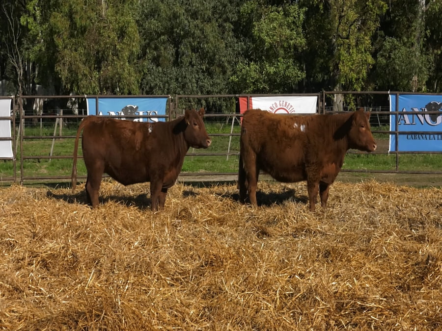 Lote VAQUILLONAS ANGUS  PP