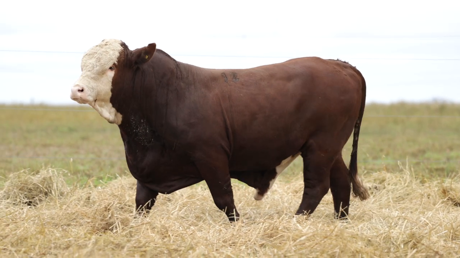 Lote Toros