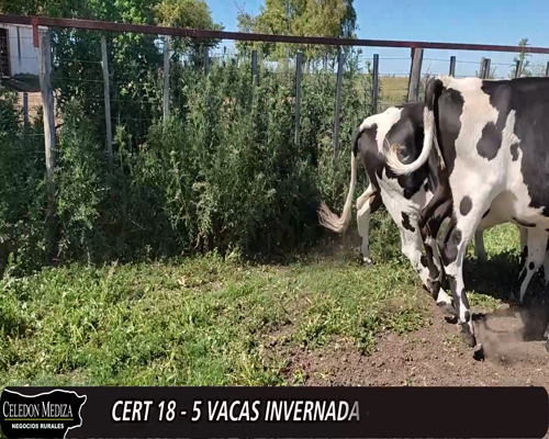 Lote (Vendido)5 Vacas de Invernada NO XHO a remate en 12° Remate por Pantalla 444kg -  en - SANTA ROSA, A 3 KM DE RUTA 21