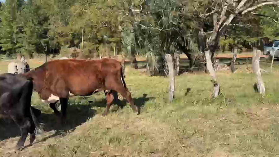 Lote 100 Vacas de invernar