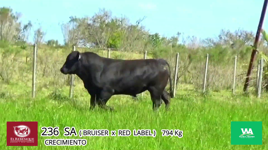 Lote Toros a remate en Angus el Rebenque  en Asociación Rural de Florida