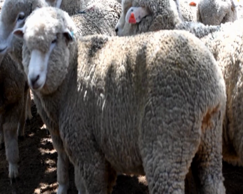 Lote 10 borregas pedigree 2dts