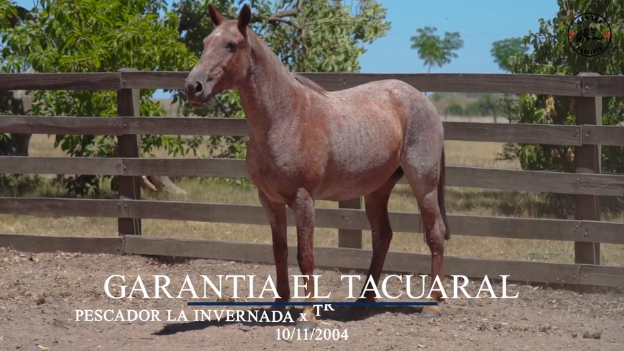 Lote Garantia El Tacuaral