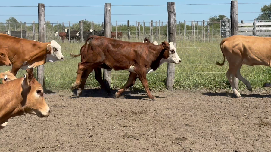 Lote 120 Terneras en Corrientes, Sauce