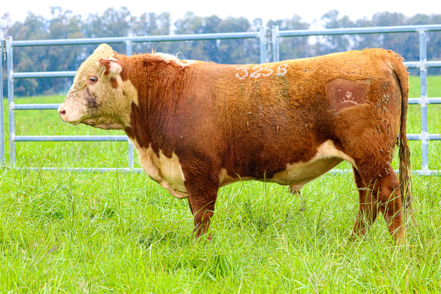 Lote POLLED HEREFORD