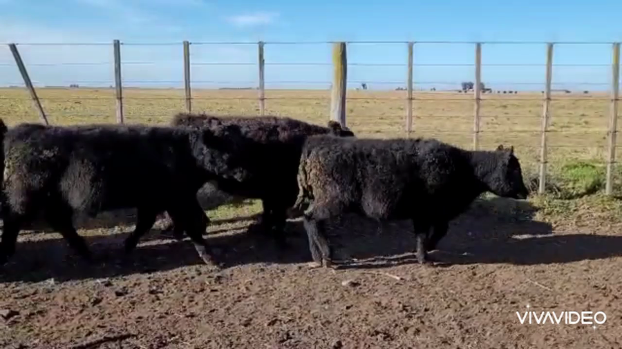 Lote 65 Terneros/as en Coronel Pringles, Buenos Aires