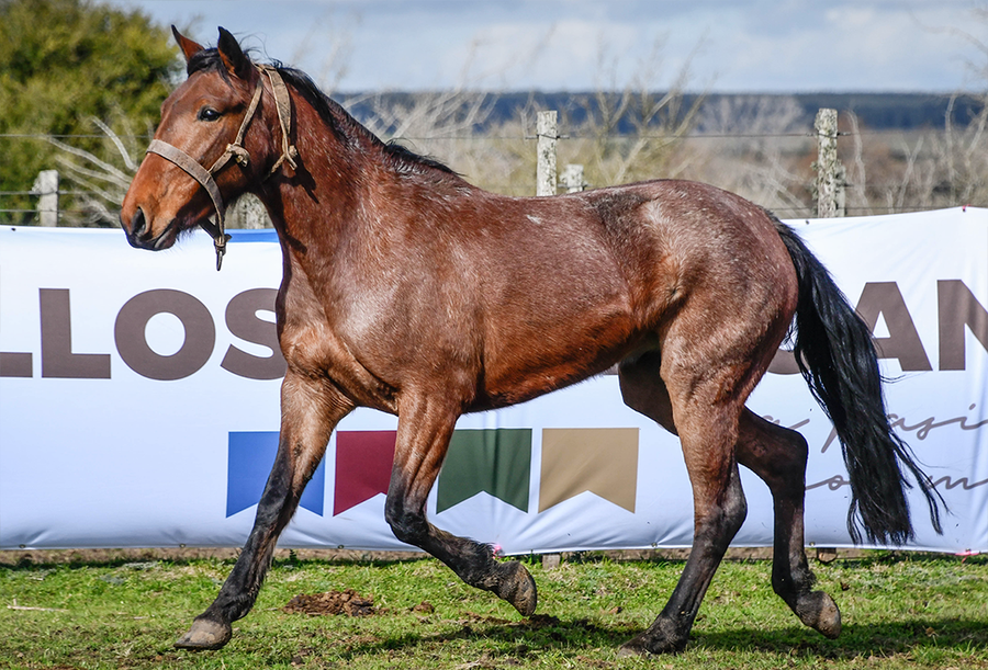 Lote PANTERA LA FLECHILLA