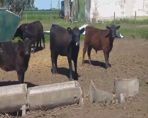 Lote 23 Vaquillonas en Buenos Aires, Pehuajó