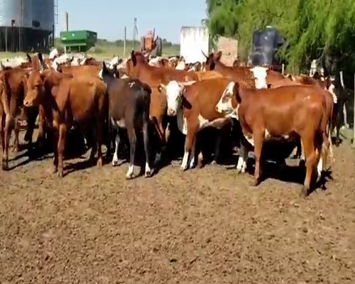 Lote 56 Terneros/as en Villaguay, Entre Ríos