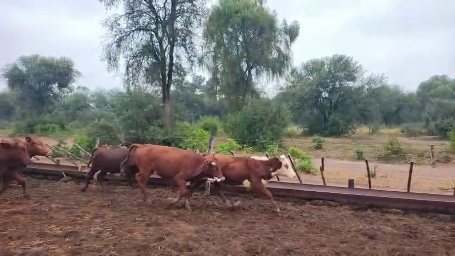 Lote 44 Vaquillonas en Salta, Tolloche