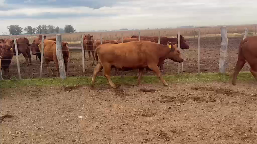 Lote 45 Vacas medio uso C/ gtia de preñez en Buenos Aires, Suipacha