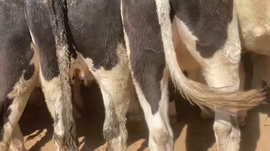 Lote 45 Novillo Gordo en Melipilla, Región Metropolitana