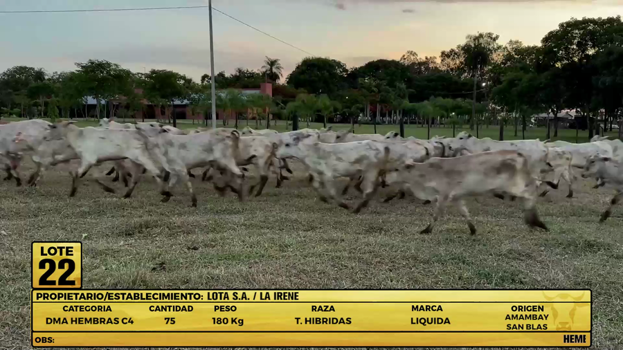 Lote LOTE 22