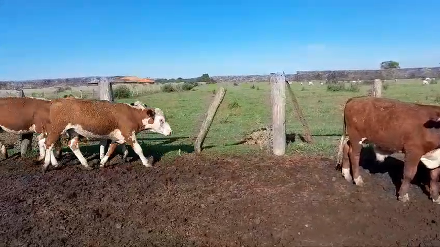 Lote 60 Novillitos en Corrientes, Curuzú-Cuatiá