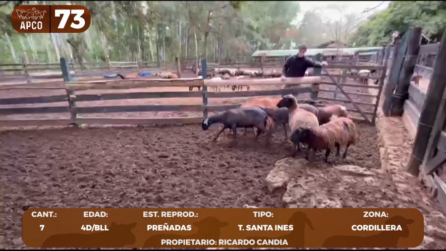 Lote LOTE 73 -POR PANTALLA