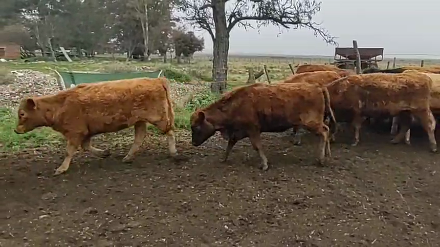 Lote 47 Terneros/as en Huanguelen