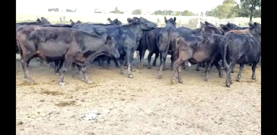 Lote 26 Vacas de invernar en Villaguay, Entre Ríos