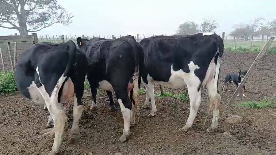 Lote 3 Vaquillonas  a remate en Pantalla Camy 450kg - , San José