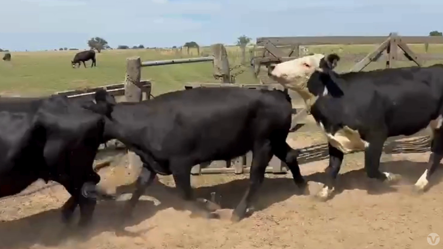 Lote 33 Vacas Preñadas