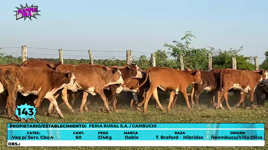 Lote LOTE 143