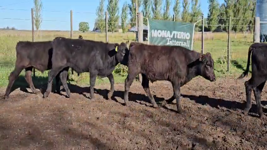 Lote 55 Terneros en Buenos Aires, Bolívar