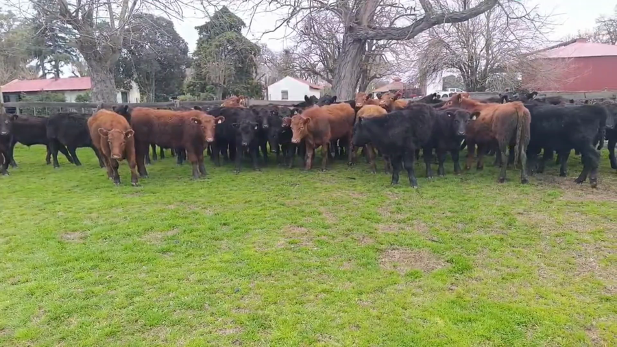 Lote 36 Novillitos