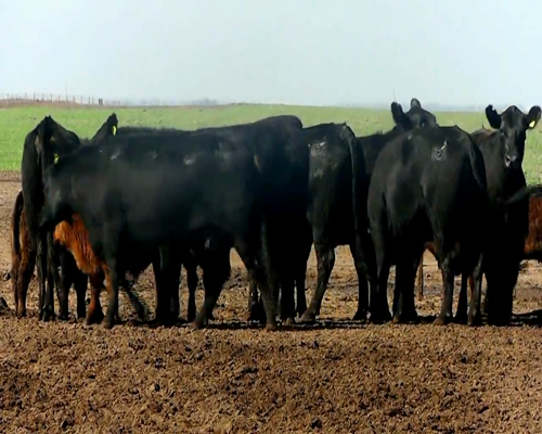 Lote VACAS ANGUS NEG. MAS C/CRIA