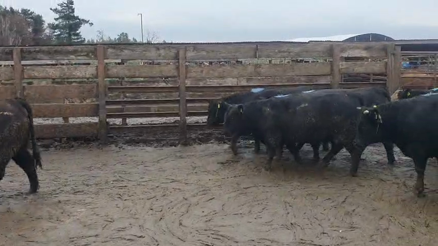 Lote 20 Vaquilla Gorda en Los Ángeles, VIII Región Biobío