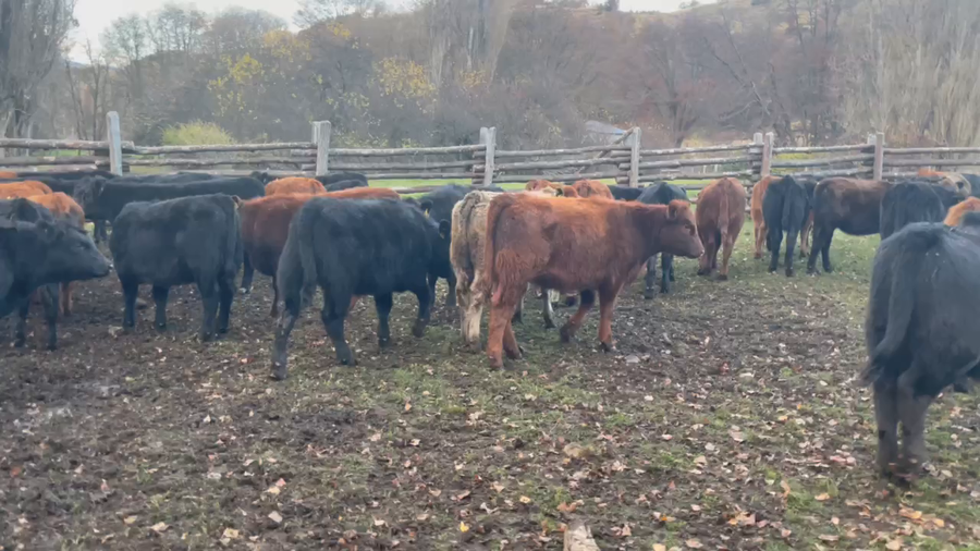 Lote 65 Ternera en Coyhaique, XI Región Aysén