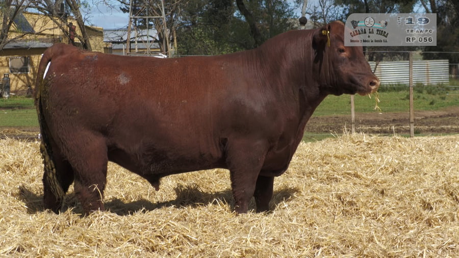 Lote TOROS PUROS CONTROLADOS