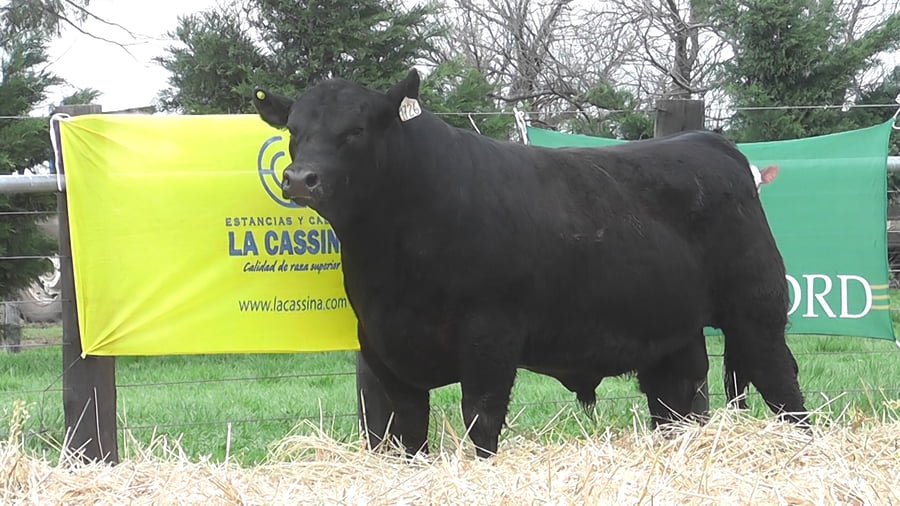 Lote TOROS ANGUS PUROS DE PEDIGREE