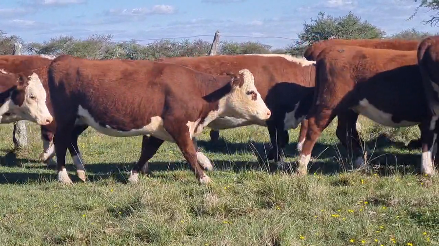 Lote 34 Vaquillonas preñadas