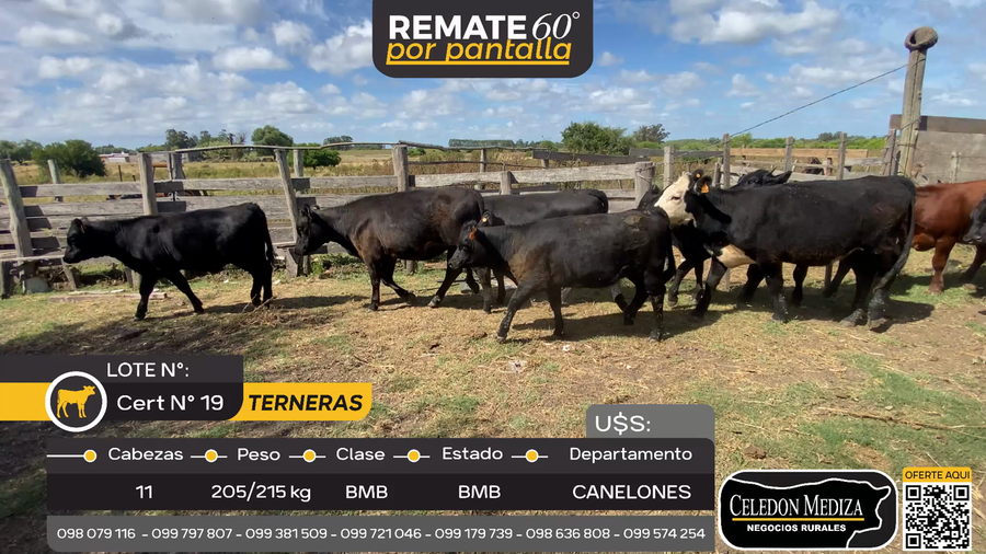 Lote 11 Terneras en Canelón Chico, Canelones