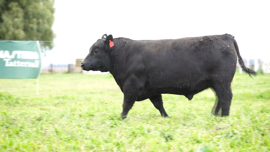 Lote Toros PC Negro