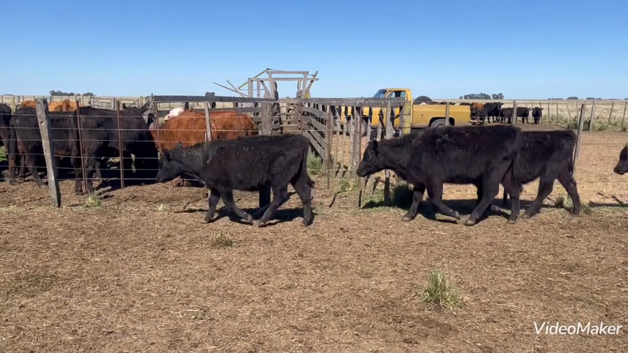 Lote 56 Terneras en De La Garma