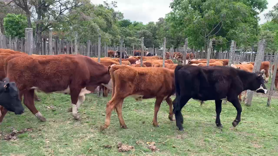 Lote 10 Novillos 1 a 2 años en Melo, Cerro Largo