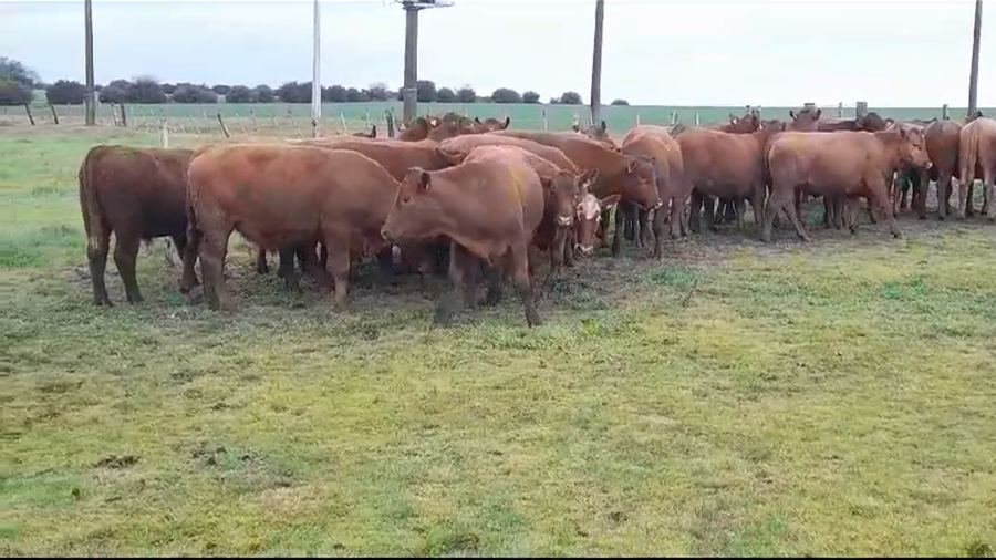 Lote (Vendido)30 Novillos ANGUS COLORADO a remate en #35 Pantalla Carmelo 405kg -  en SOLER