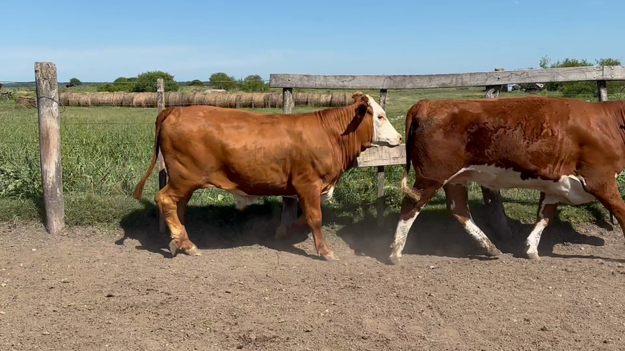 Lote 32 Novillos en Entre Ríos, San Jaime