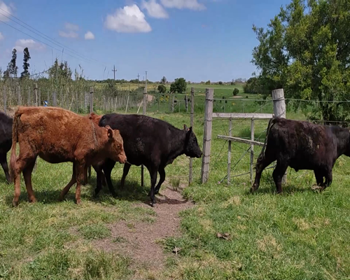 Lote (Vendido)7 Terneros y Terneras 3 AA,  2RA,  1RAX HE,  1 AA X HE a remate en #11 Remate de Pantalla 225kg - , Colonia